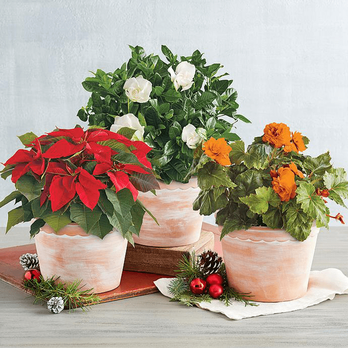 12 Month Plant Of The Month Gift Ecomm Via Harryanddavid.com