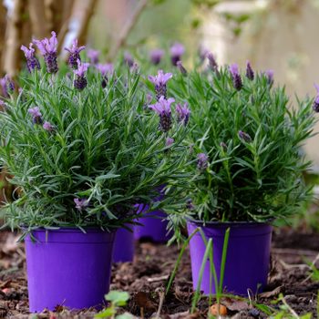 Lavender plants grow in purple pots on soil; blurred greenery and branches in the background provide a garden setting.