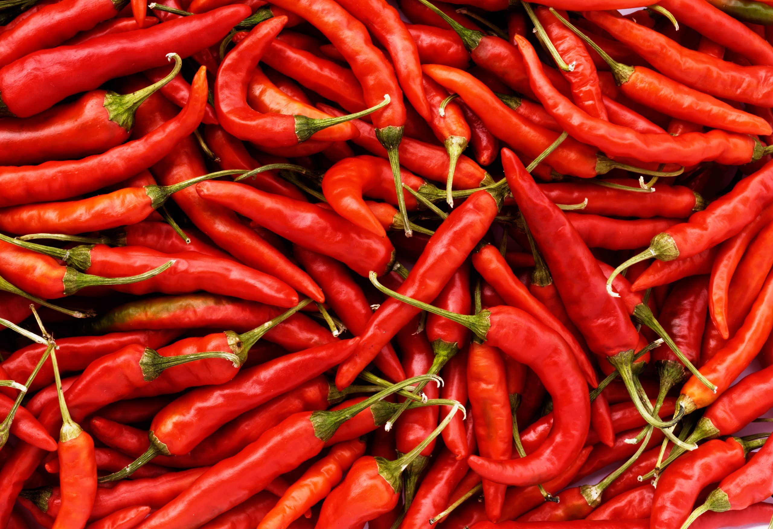 Red chili peppers