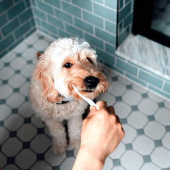 Failed to download image from https://f-cce-5646.rdu.r.tmbi.com/wp-content/uploads/2022/04/dogs-brushing-teeth-GettyImages-1322177838.png. Image size exceeds the limit.