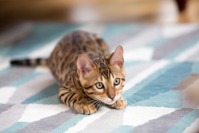 How to Get Cat Pee Out of Carpet