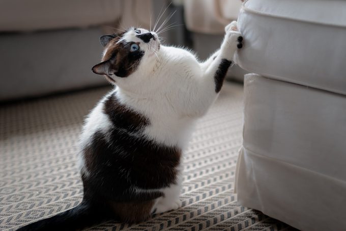 Here’s How to Keep a Cat from Scratching the Furniture