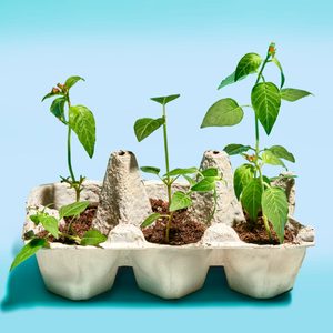 Plants grow in soil-filled egg carton, set against a gradient blue background.