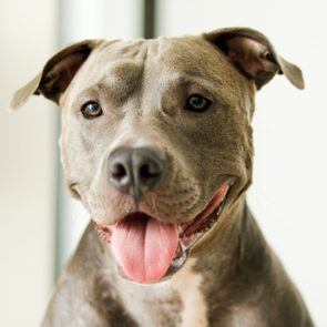 A gray dog with short fur pants happily indoors, appearing content and relaxed against a blurred background.