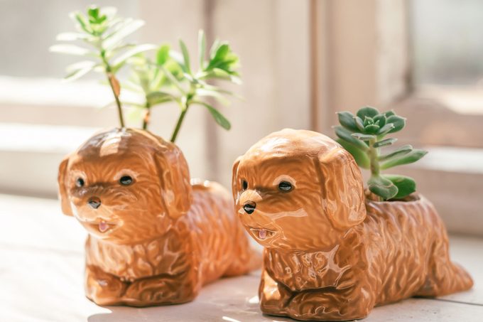 Why Houseplants Are Better Than Dogs