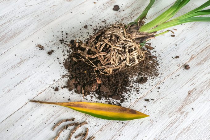 What Root Rot Is and How to Care for It