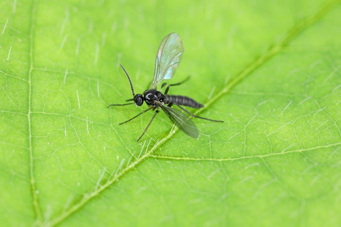 How to Get Rid of Gnats