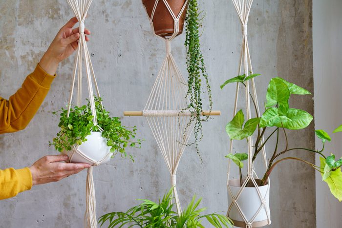 Woman gardener holding macrame plant hanger with houseplant over grey wall. Hobby, love of plants, home decoration