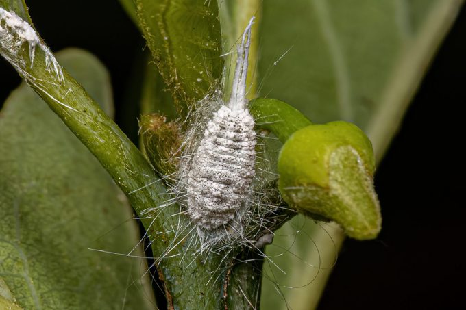 How to Get Rid of Mealybugs