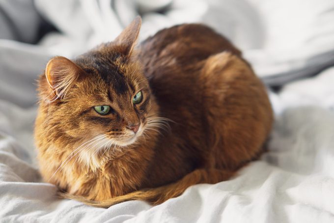 Why Do Cats Loaf?