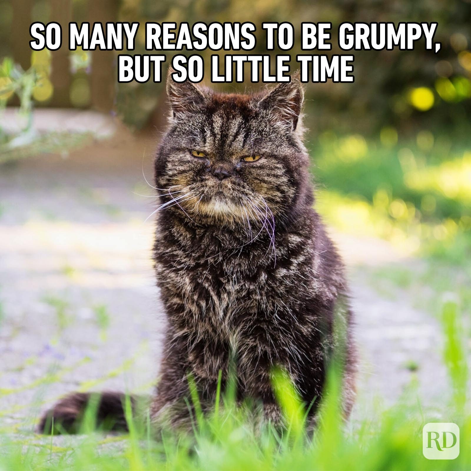 Hilarious Cat Memes 24