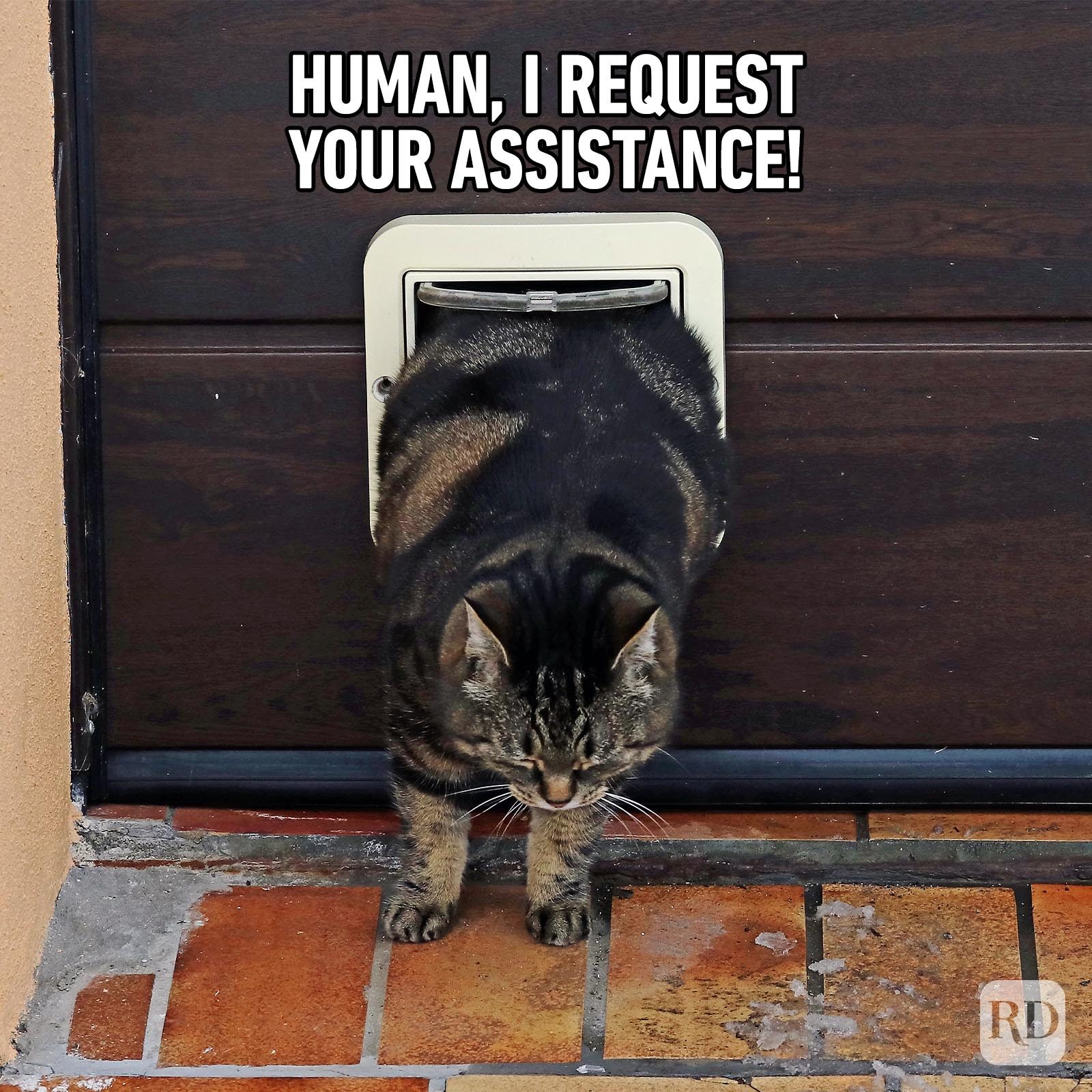 Hilarious Cat Memes 39