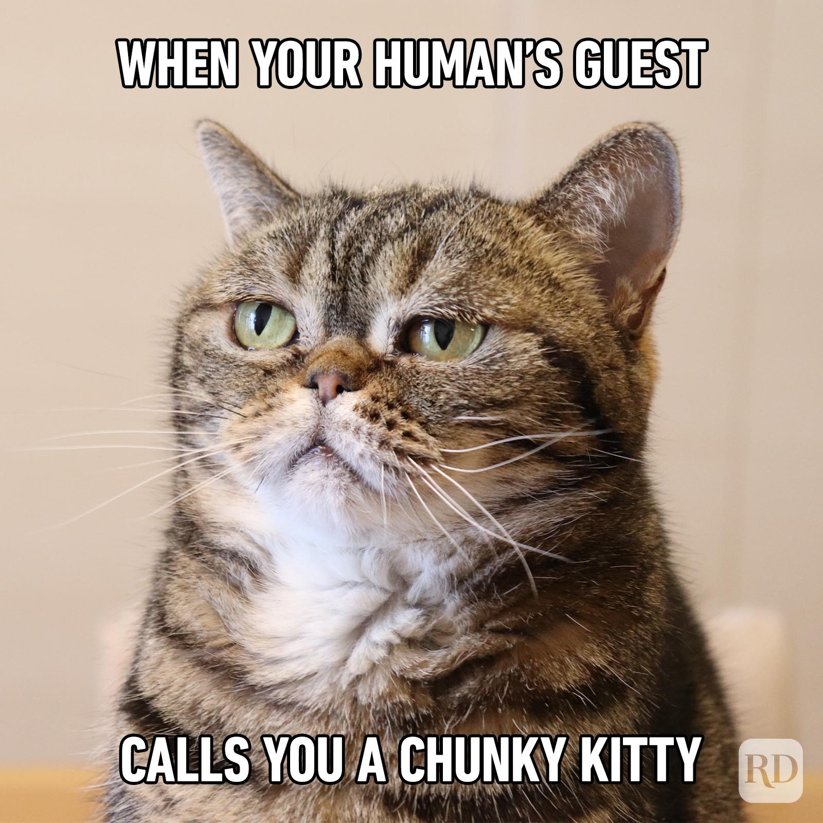 Hilarious Cat Memes 65