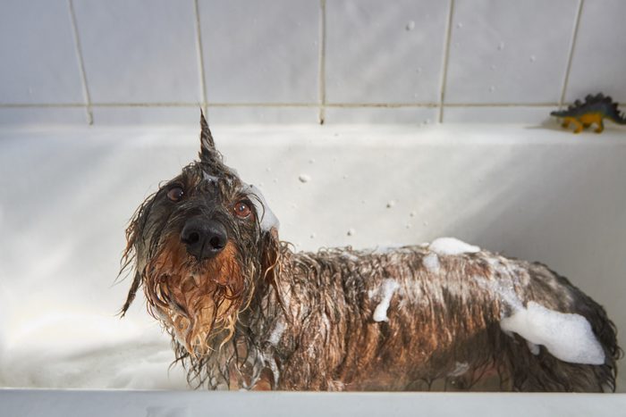 Dog having a bath