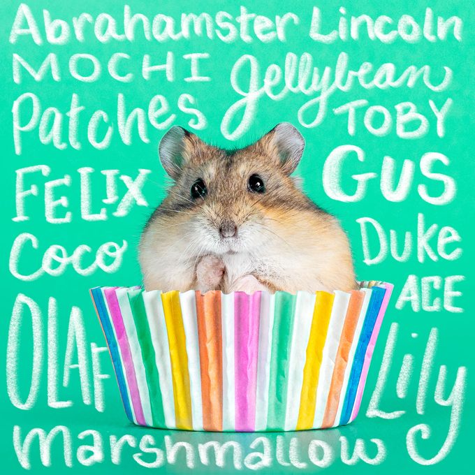 110+ Adorable Hamster Names Perfect for Your Pint-Size Pet