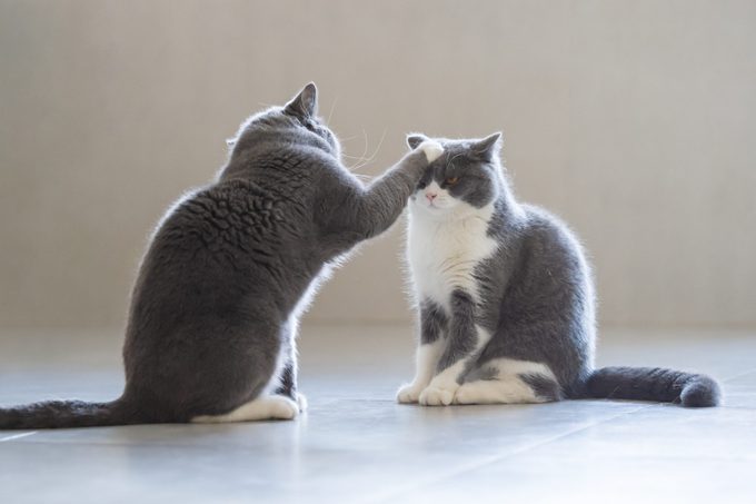 How to Stop Your Cat from Bullying Another Cat