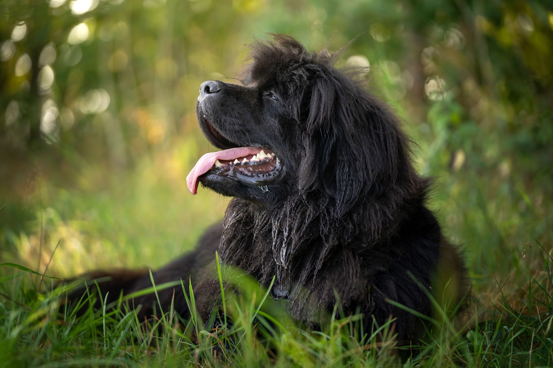 Portrait of a Newfoundland dog