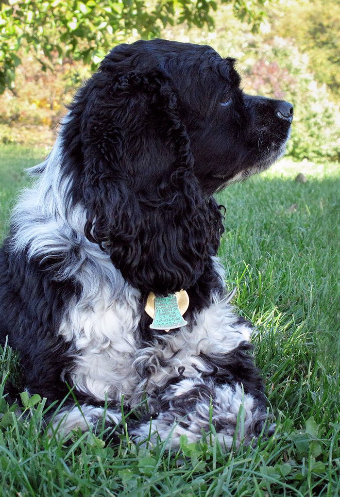 Cocker Spaniel Dog 