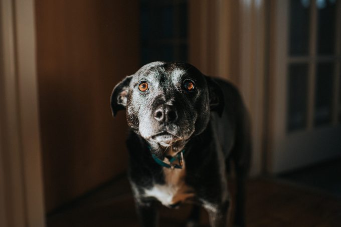 Can Dogs See Ghosts? What the Science Says