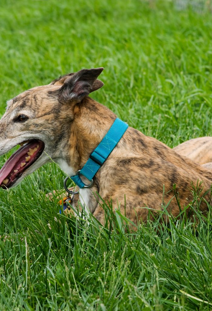 Greyhound