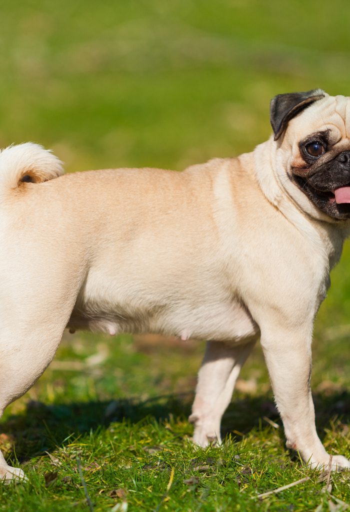 Pug dog