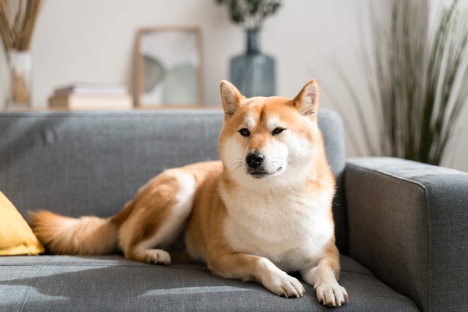 How to Get Rid of Dog Smell from Everywhere in Your House