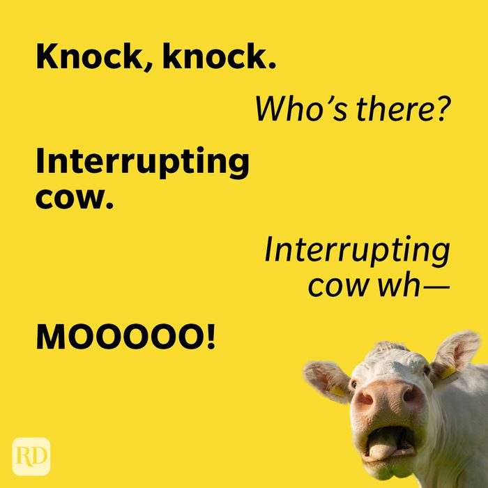 Knock Knock Jokes About Animals
