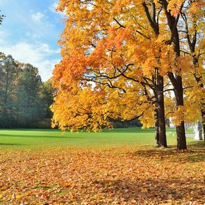 Trees displaying vibrant autumn leaves stand beside a grassy area in a sunlit park, with fallen leaves scattered on the ground.