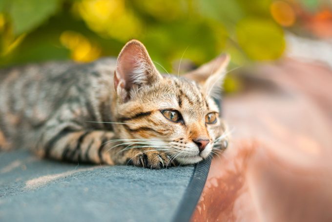 Do Cats Grieve After a Loss? A New Study May Have the Answer