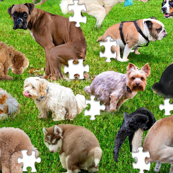 Dogs are pooping on grass, surrounded by scattered puzzle pieces.