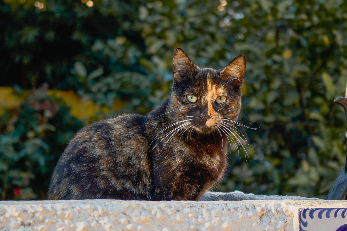 cat in the park