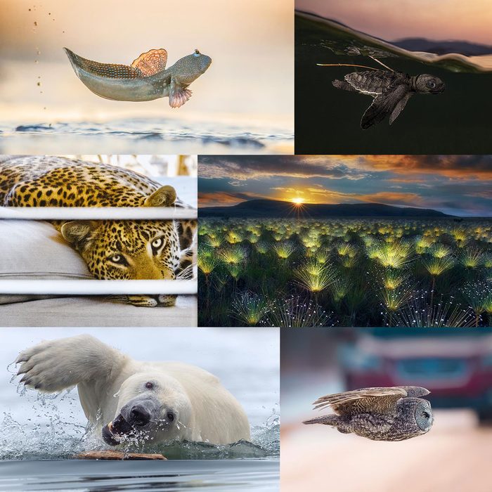 10 of the Most Spectacular Wildlife Photos of the Year That You Need to See to Believe