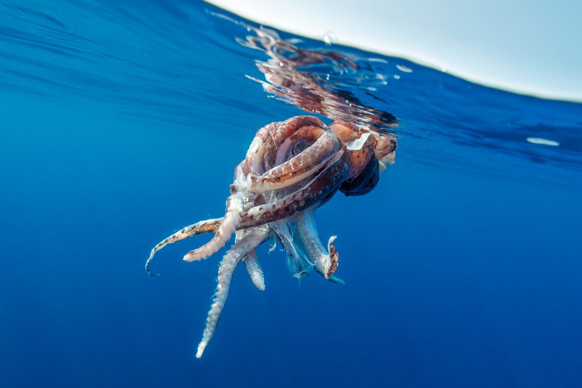 giant squid