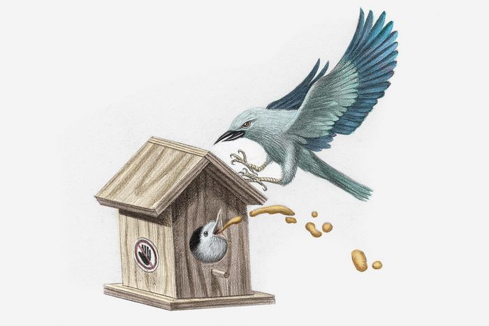 eurasian roller bird