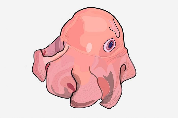 flapjack octopus