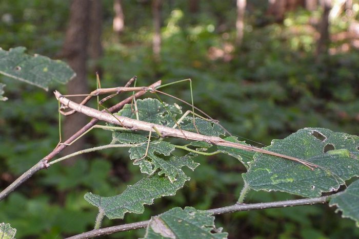 stick insect