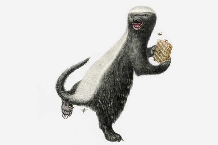 honey badger