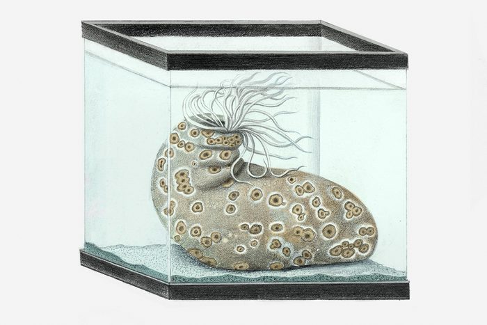 sea cucumber