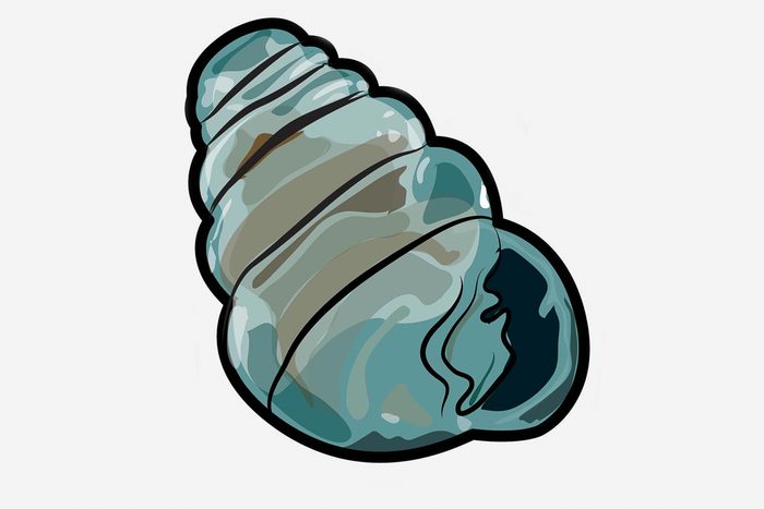 transparent shell snail