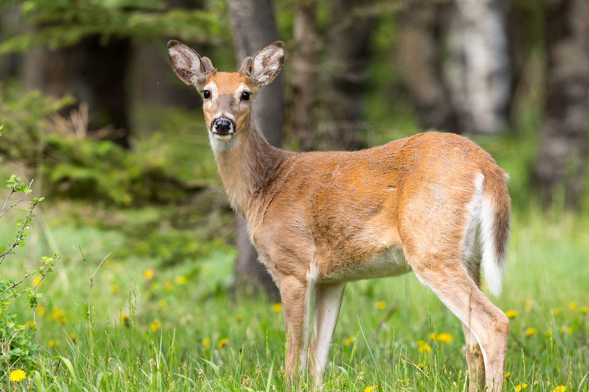 Adult White Tailed Deer