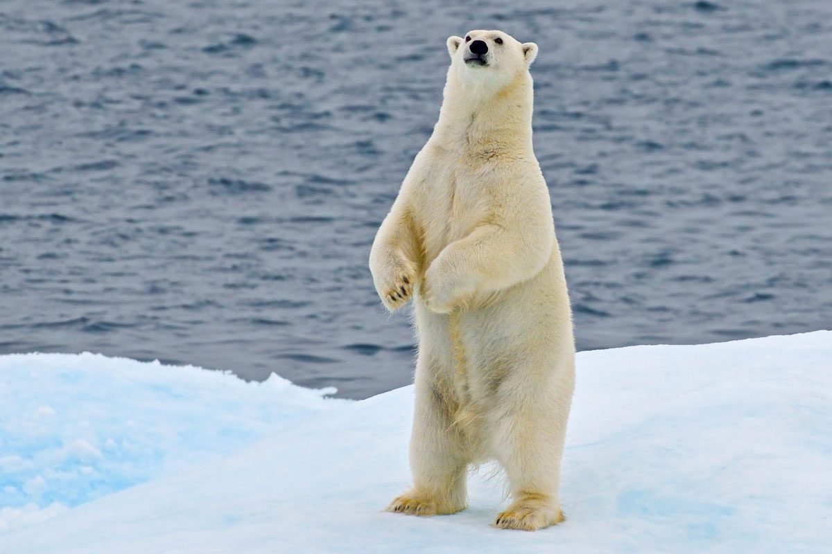 Cute Polar Bear