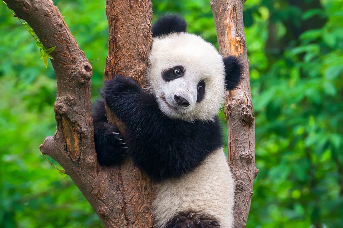 Cute Panda Bear Climbing Tree