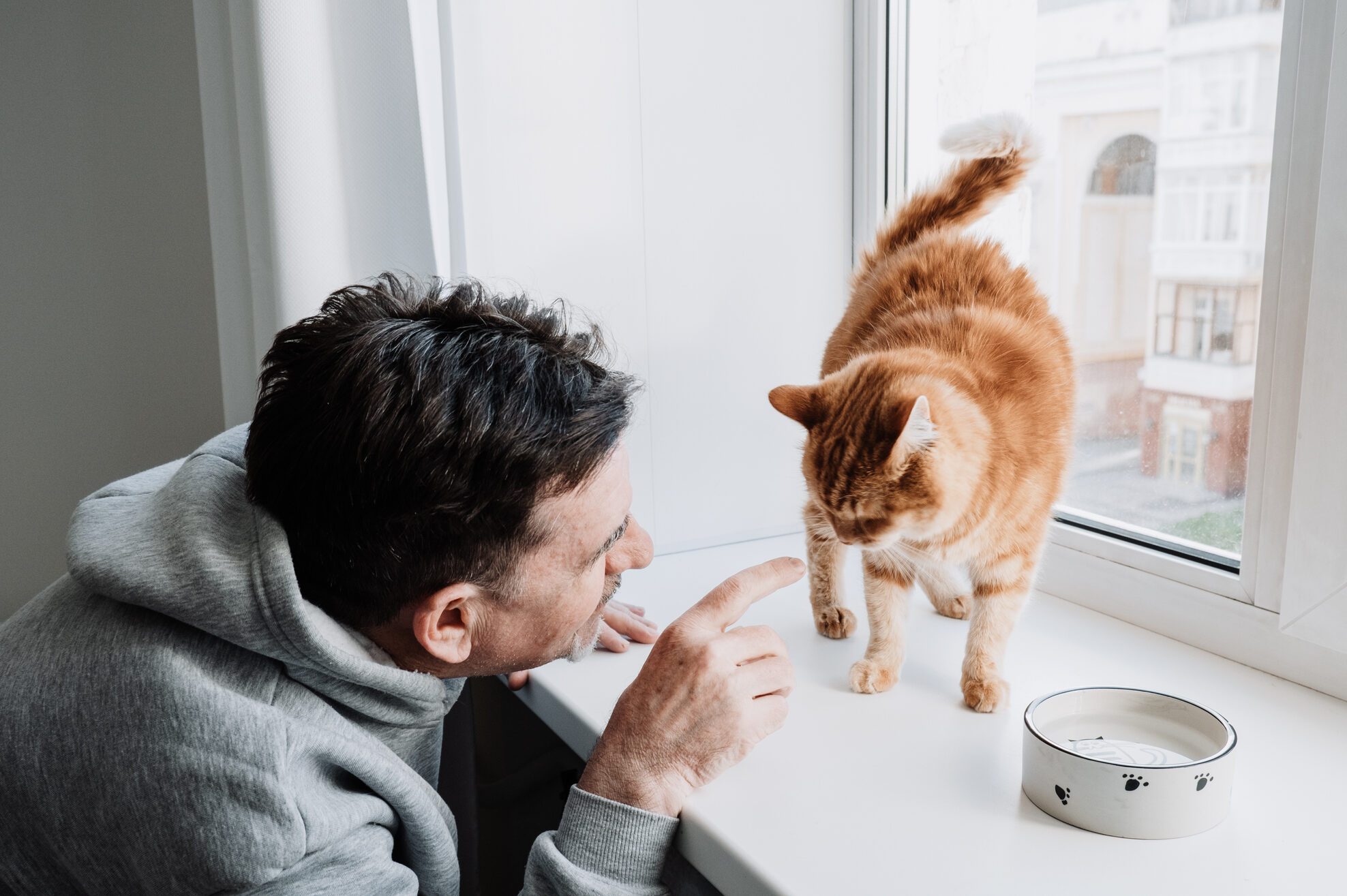 The red domestic cat is sitting on the windowsill.
