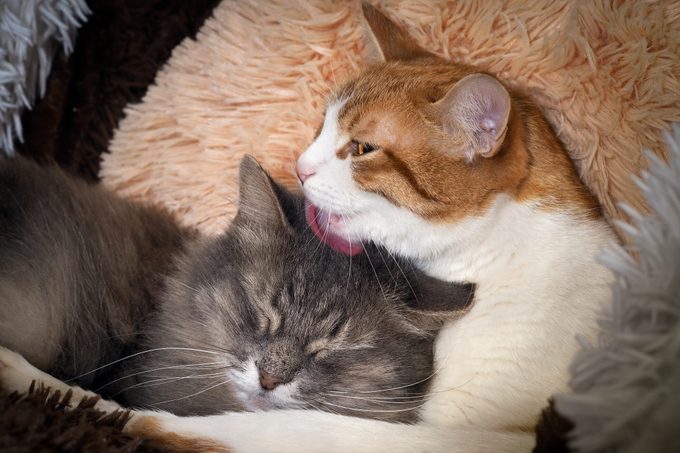 Why Do Cats Lick Each Other? Pet Behavior Experts Explain
