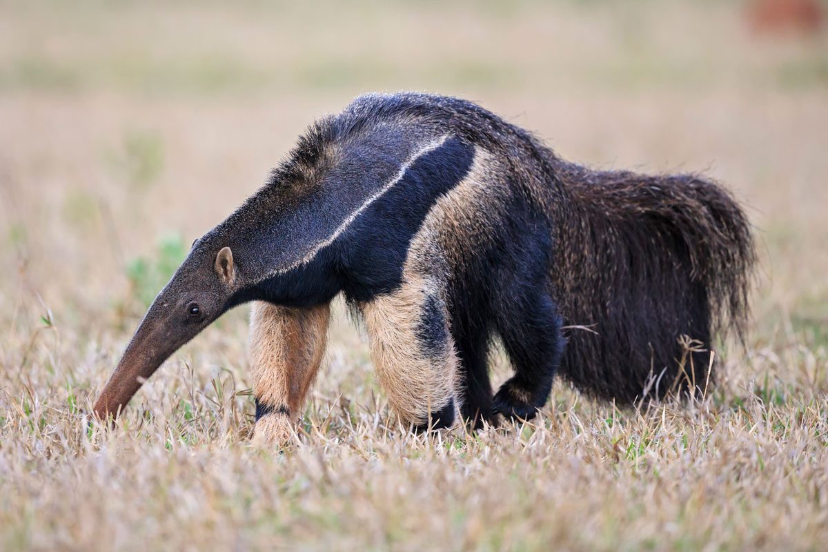 Giant Anteater