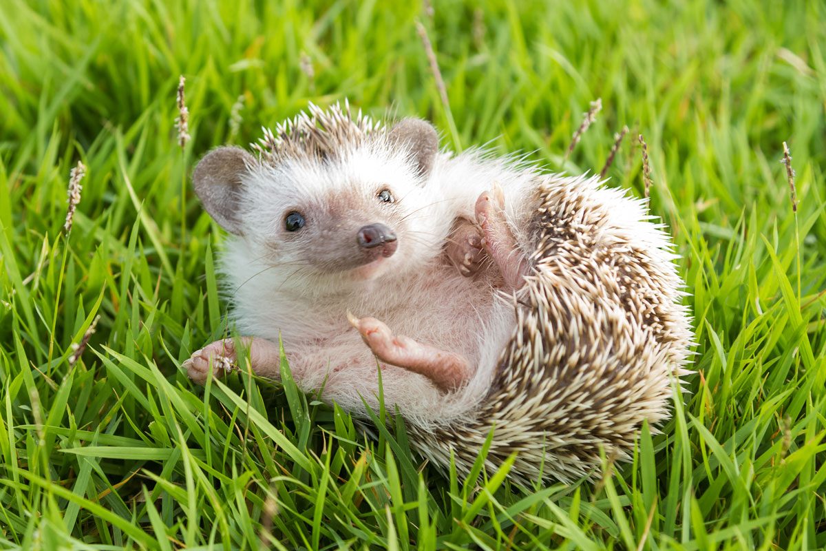 Hedgehog In The Garden