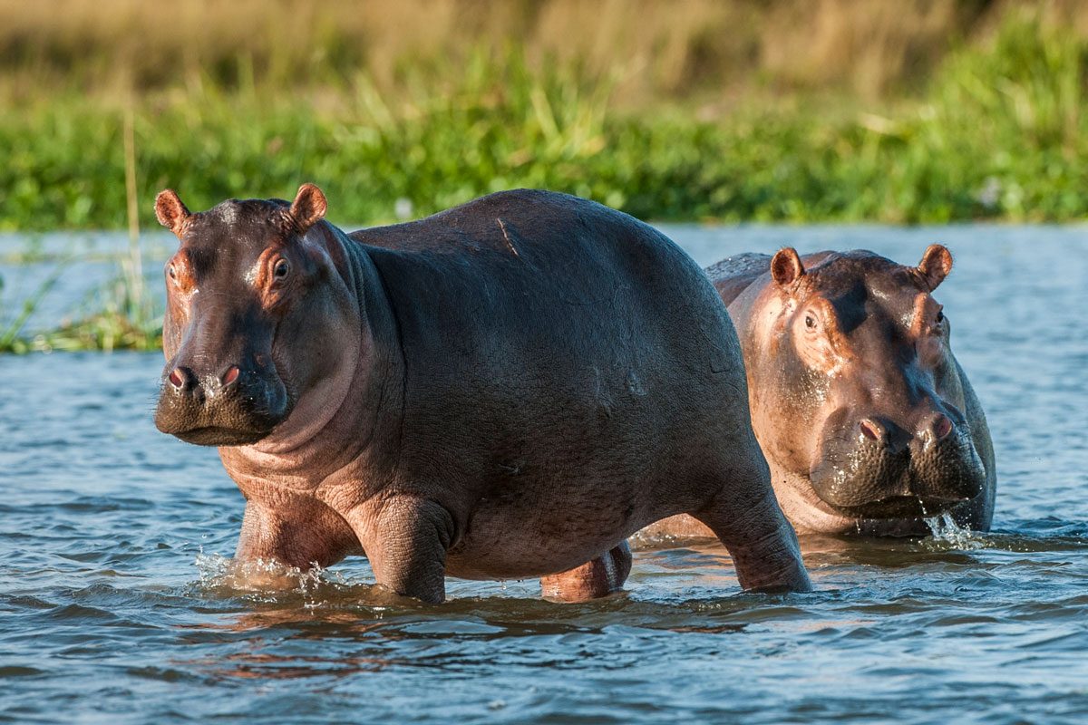 Hippos In Water