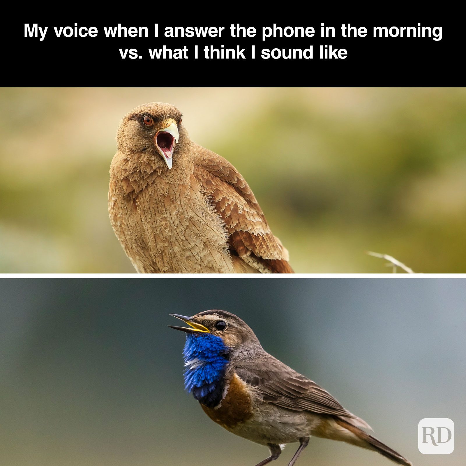 A meme about - Morning Voice