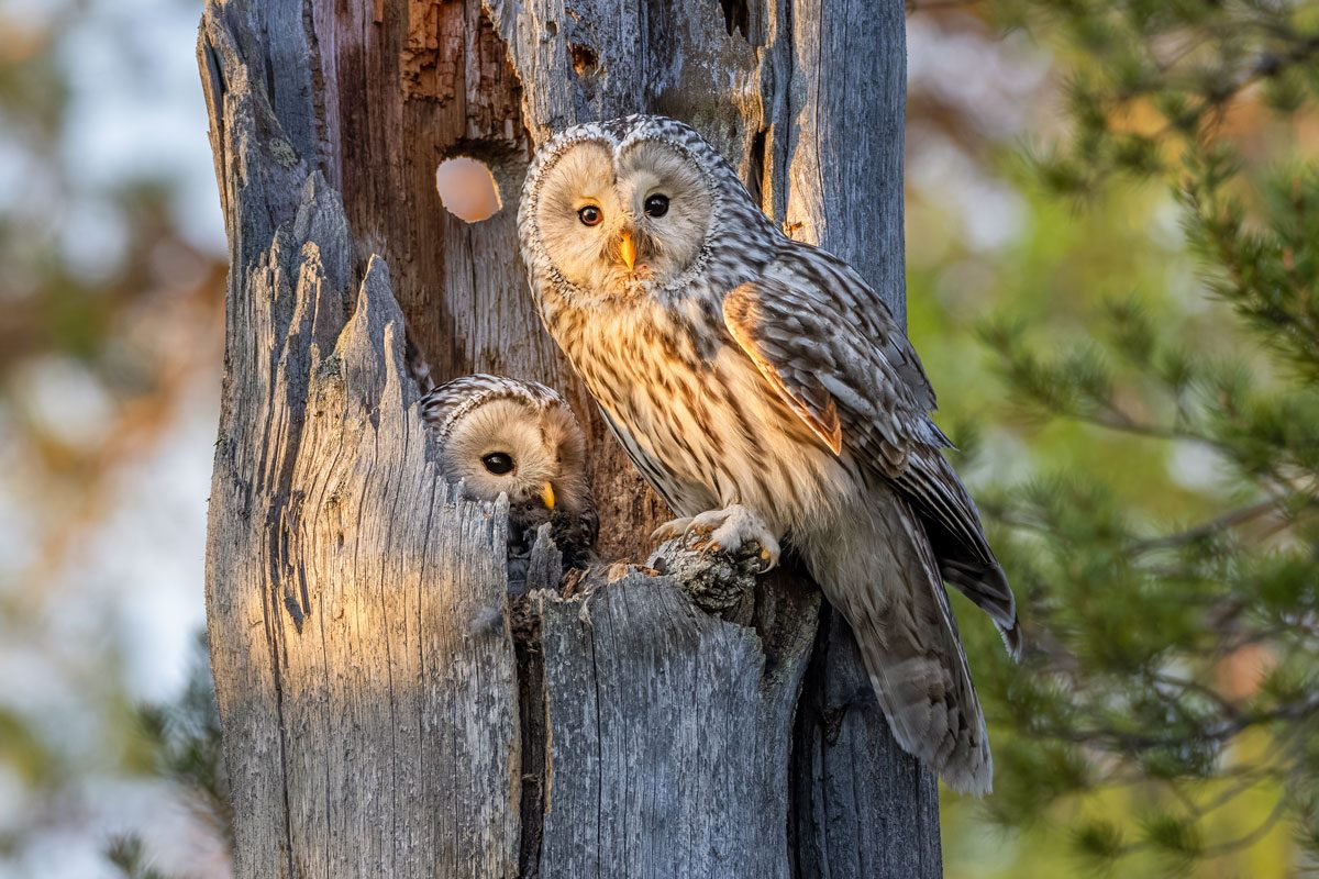 Owls