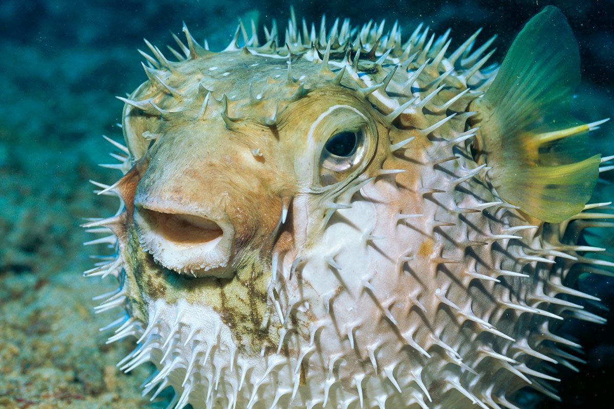 Pufferfish